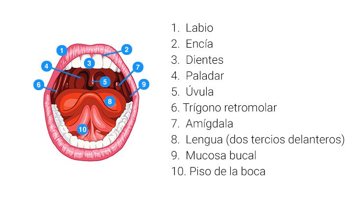 Partes boca Axioma clínica dental en Barcelona
